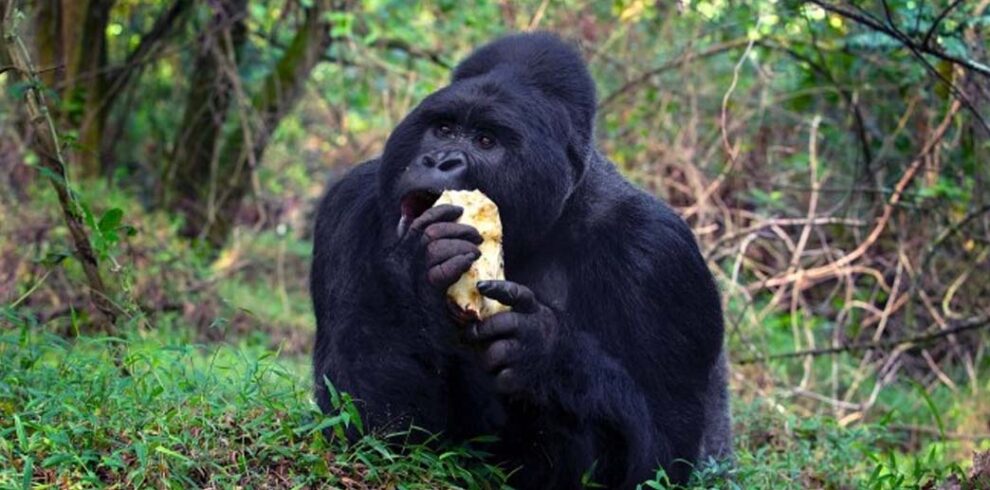 Four Day Ugandan Primate Special from Kigali