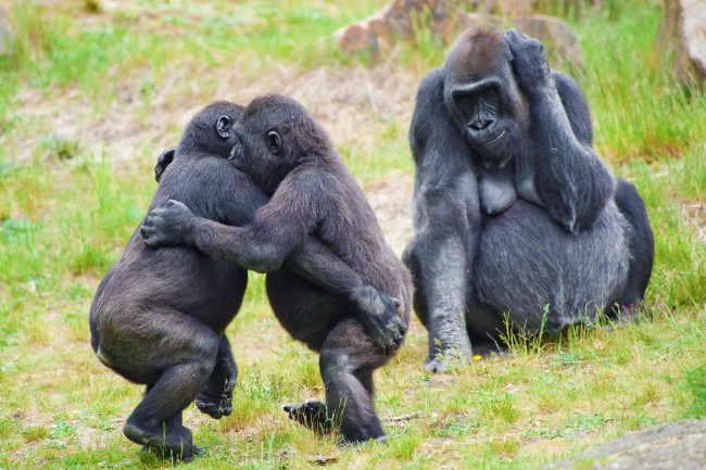 gorillas_dance_2
