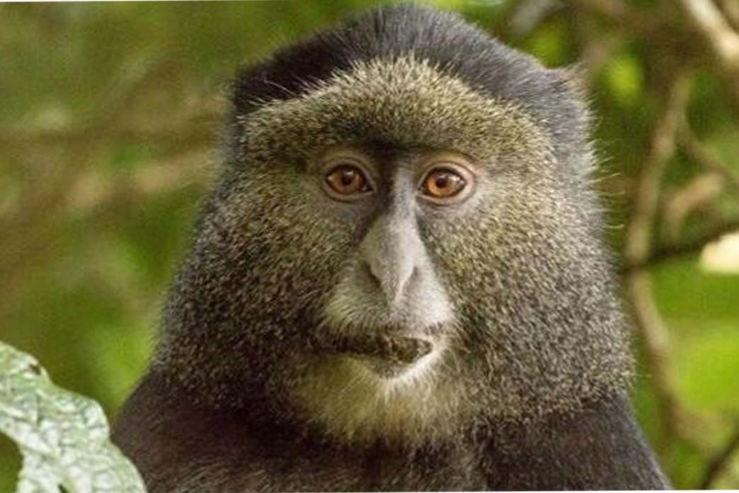 RWANDA Gorillas and Golden Monkeys Tour