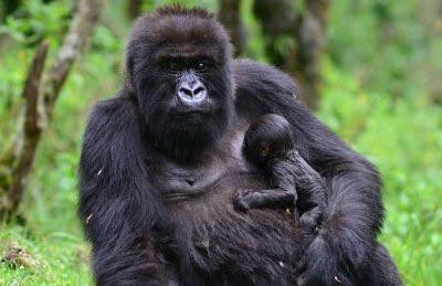 mother and child gorillas