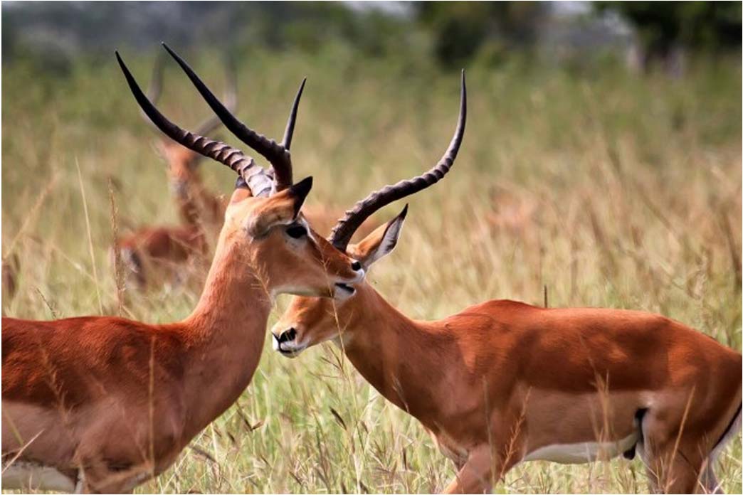 Akagera National Park