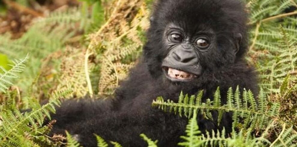 Four Day Gorilla Trekking Experience