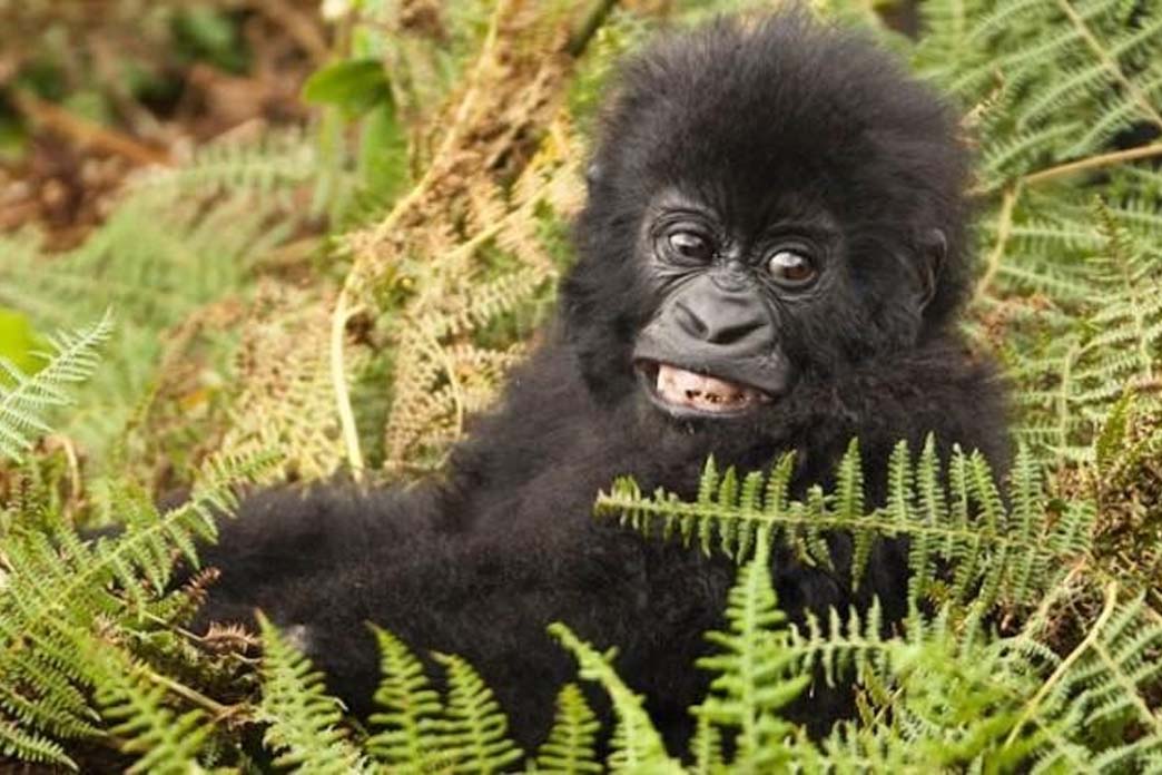 Four Day Gorilla Trekking Experience