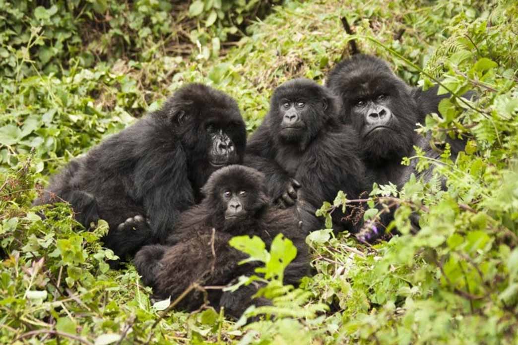 Four Day Gorilla Trekking Experience