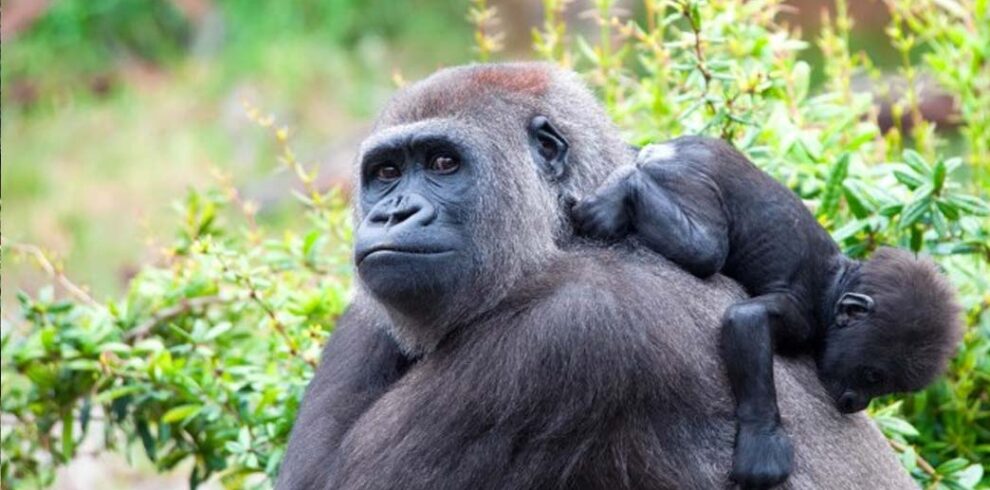 Four Day Gorillas and Culture Safari from Kigali