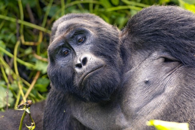 Four Day Gorillas and Culture Safari from Kigali4