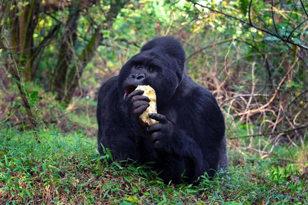 Four Day Ugandan Primate Special from Kigali