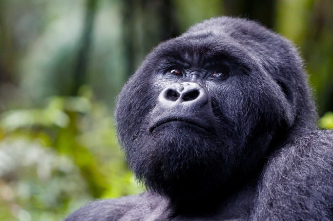 Four Day Ugandan Primate Special from Kigali2