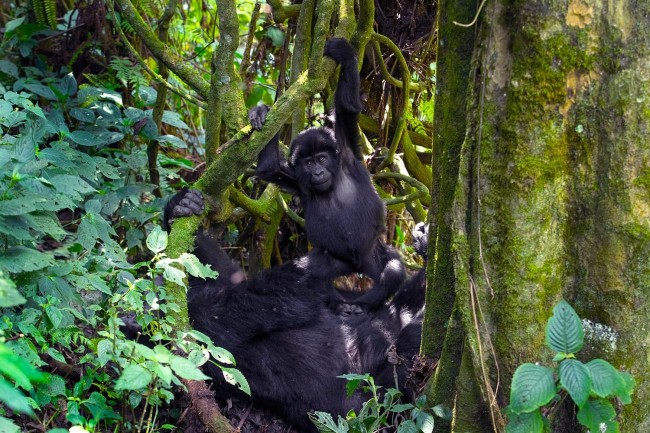 Four Day Ugandan Primate Special from Kigali4