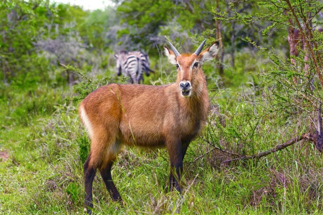 Fourteen Day Ultimate Uganda Safari20