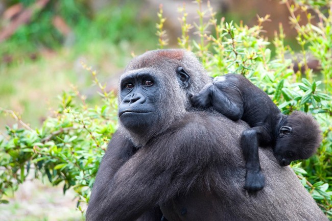 UGANDA Bwindi Gorilla Trekking Safari from Kigali1