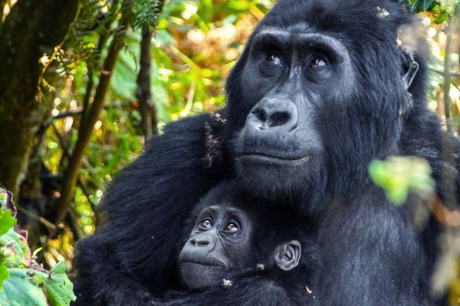 UGANDA Bwindi Gorilla Trekking Safari from Kigali5