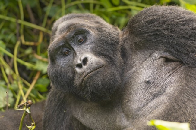 UGANDA Fly In Gorilla Experience