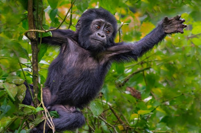 rwanda Fly In Gorilla Experience1