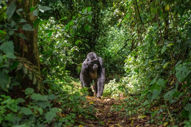 UGANDA Fly In Gorilla Experience2