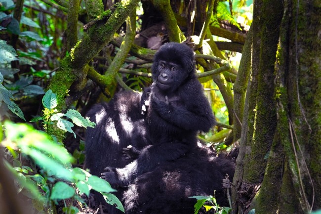 UGANDA Mgahinga Gorillas & Culture Safari from Kigali1