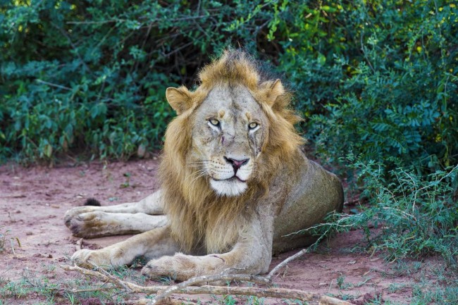 Fourteen Day Ultimate Uganda Safari