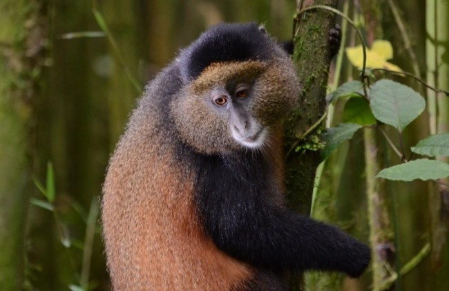 golden_monkey_rwanda_2