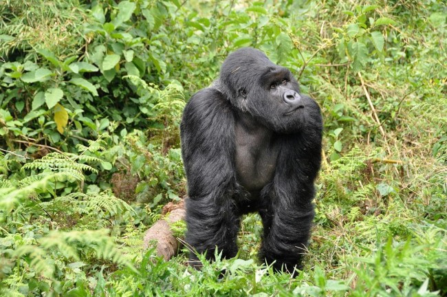 rwanda_gorilla_1_2