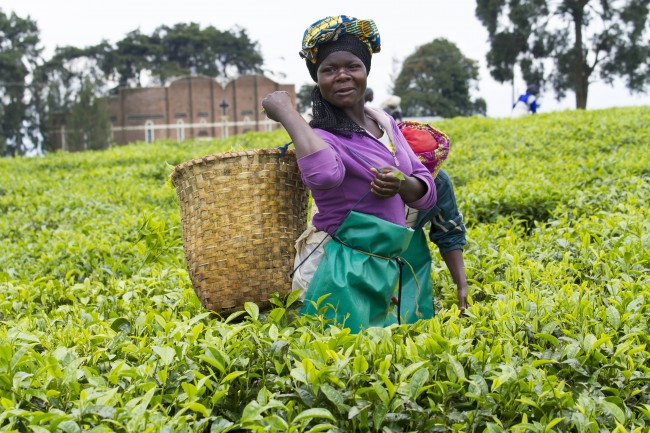 rwanda_tea_plantation_1