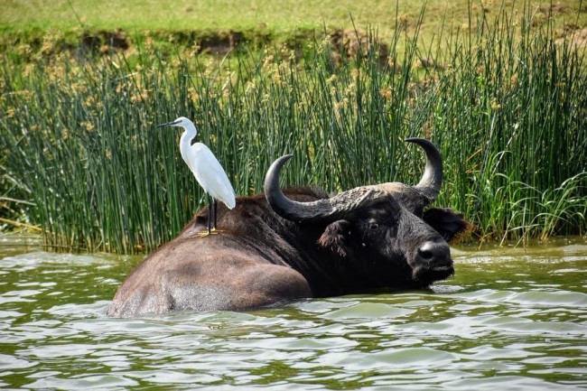 Boat Safari in Queen Elizabeth National Park