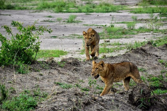 Boat Safari in Queen Elizabeth National Park1