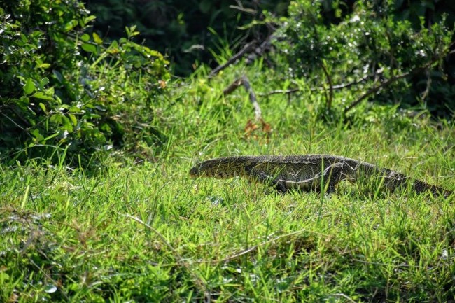 Boat Safari in Queen Elizabeth National Park3