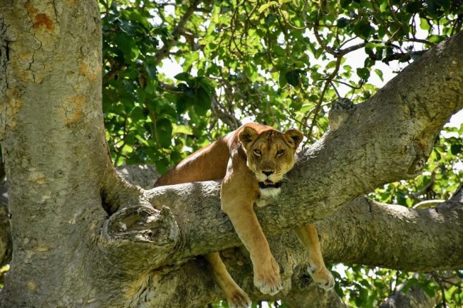 Boat Safari in Queen Elizabeth National Park4