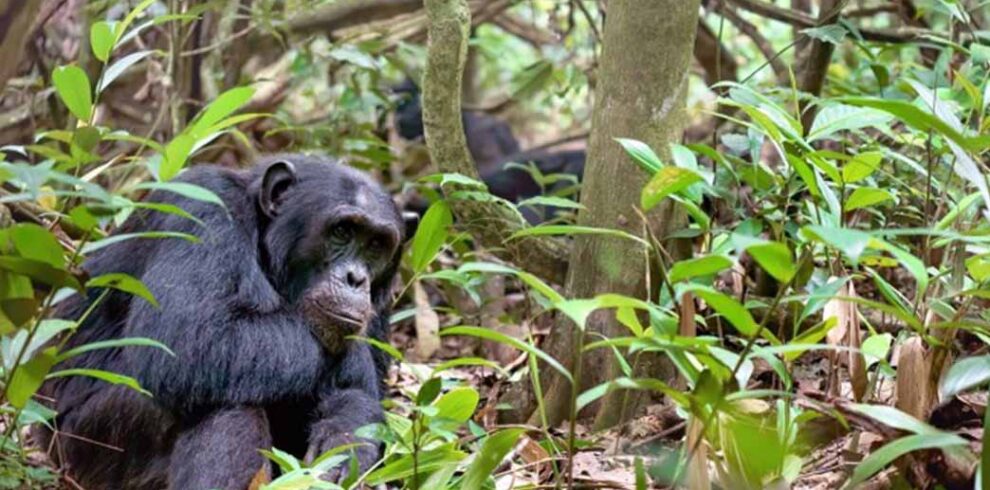 Chimpanzee Habituation Experience in Kibale National Park