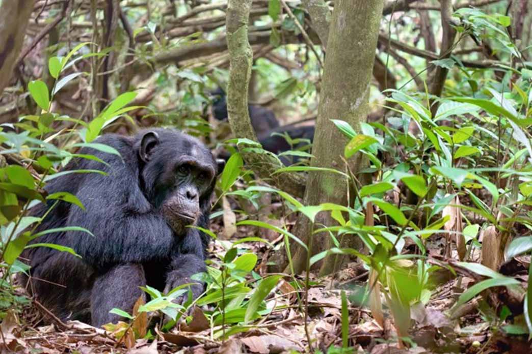 Chimpanzee Habituation Experience in Kibale National Park