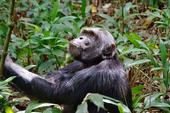 Chimpanzee Habituation Experience in Kibale National Park1