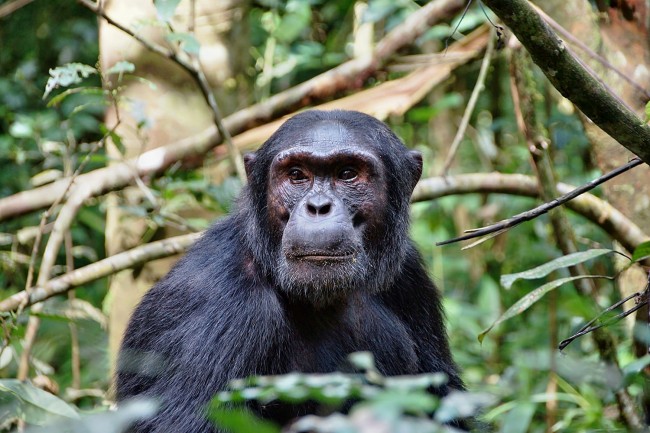 Chimpanzee Habituation Experience in Kibale National Park2