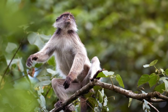 Chimpanzee Habituation Experience in Kibale National Park3