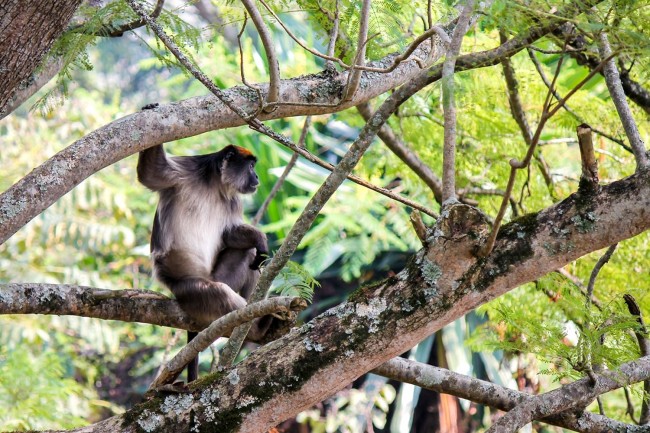 Chimpanzee Habituation Experience in Kibale National Park4