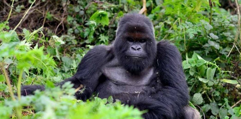 One Day Gorilla Trekking Adventure from Kigali