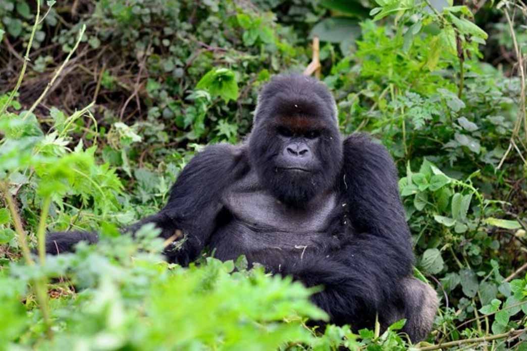 One Day Gorilla Trekking Adventure from Kigali