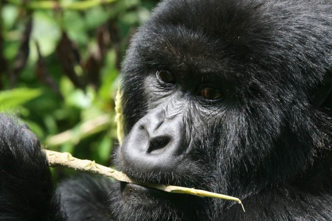 Seven Day Ultimate Rwandan Wildlife Safari3