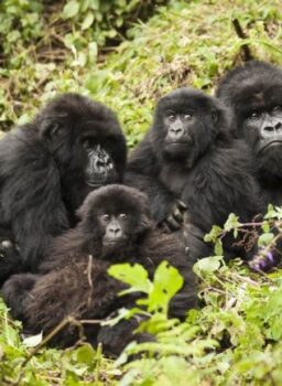 Uganda Gorilla Trekking & Viewing