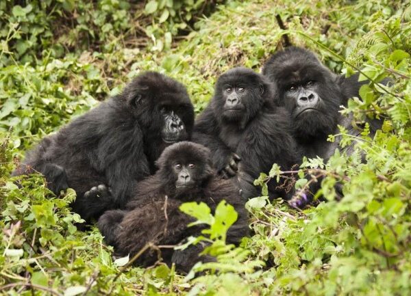 Four Day Primate Special- Gorillas and Chimpanzees.jpg