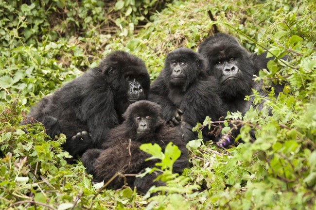 Four Day Primate Special- Gorillas and Chimpanzees.jpg