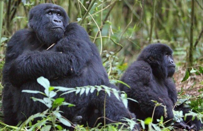 Six Day Best of Rwanda and Tanzania Safari2