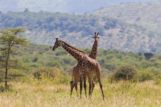 Six Day Best of Rwanda and Tanzania Safari2