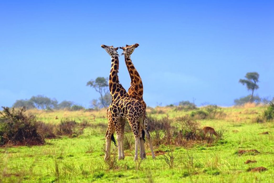 Ten Day Pearl of Africa Safari