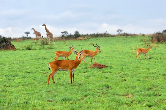 Ten Day Pearl of Africa Safari1