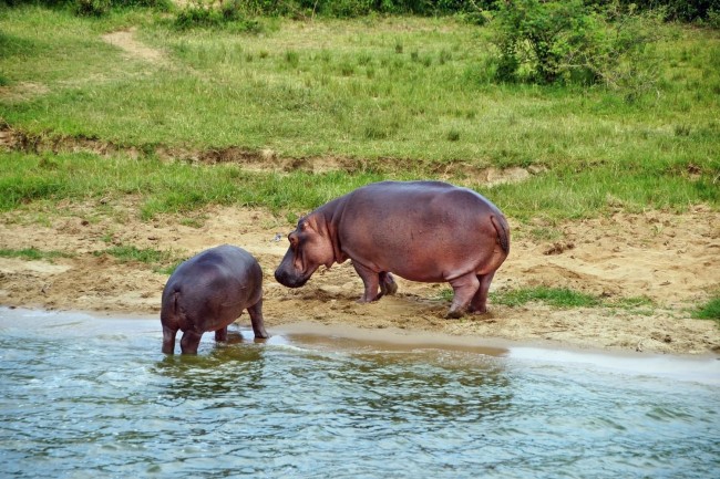 Ten Day Pearl of Africa Safari10