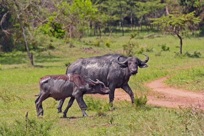 Ten Day Pearl of Africa Safari16