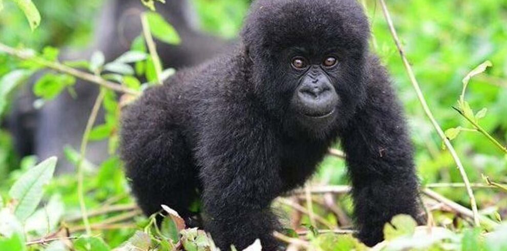 Three Day Rwandan Gorilla Trekking Experience