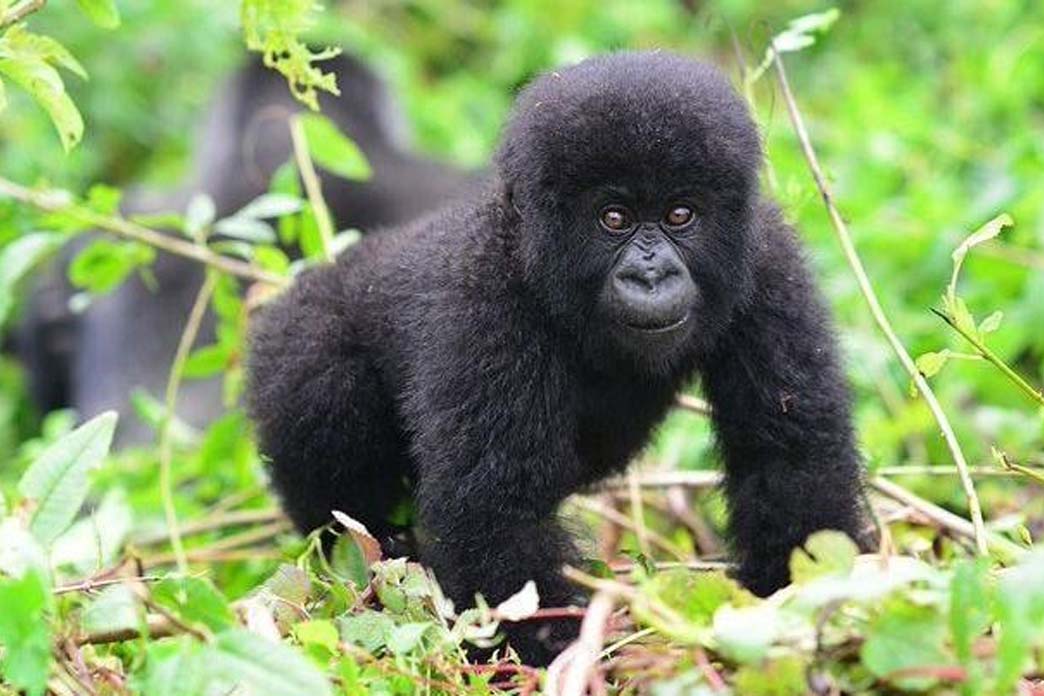 Three Day Rwandan Gorilla Trekking Experience