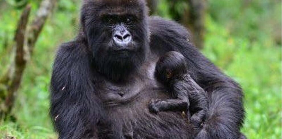 Two Day Rwanda Gorilla Experience