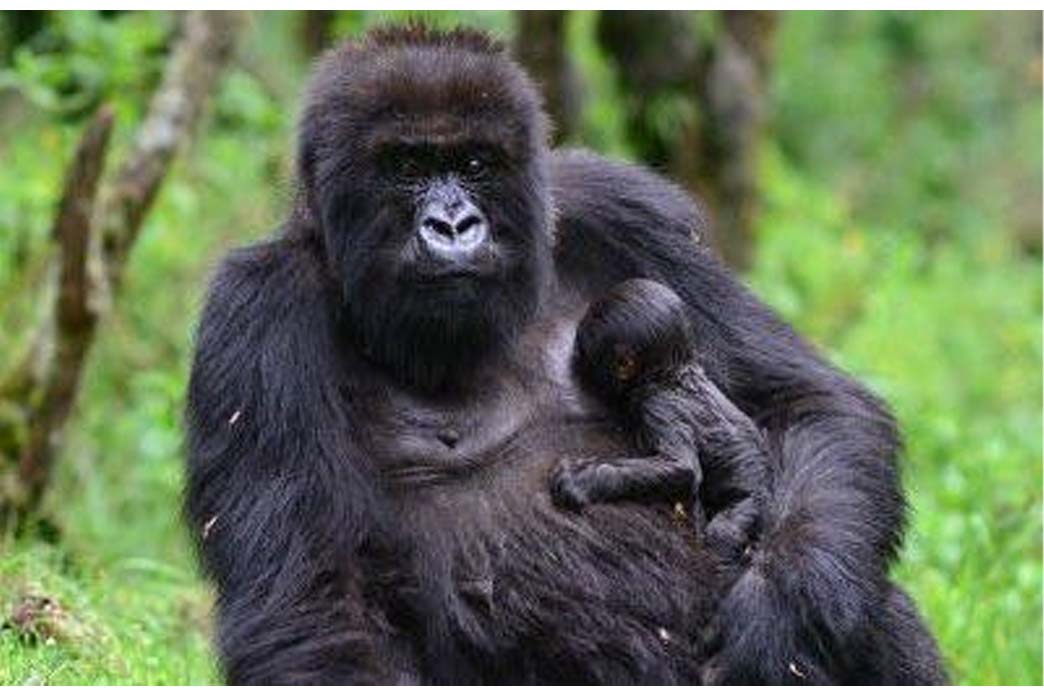 Two Day Rwanda Gorilla Experience